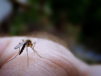 Najsmrtonosniji su: komarci!