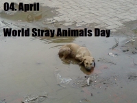 Svjetski dan napuštenih životinja