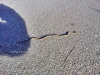 Oprez: zmije na šetalištima