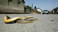CZ: Ako vas ujede zmija
