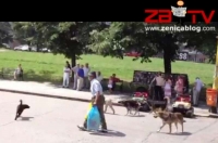 Video: Psi u centru grada